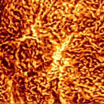 Atomic force microscope scan of pig skin, showing a dense maze-like nanotexture.